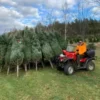 weihnachtsbaum online kaufen