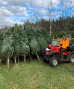 weihnachtsbaum online kaufen